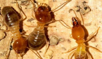 台州除虫，杀虫剂对身体危害大吗？