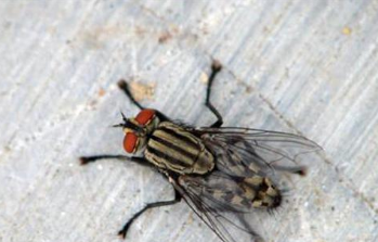 养殖场为什么有这么多的苍蝇