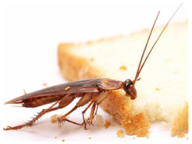 台州除虫，如何灭蟑螂的