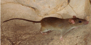 台州除虫灭鼠，老鼠为何会“入住”高层住宅